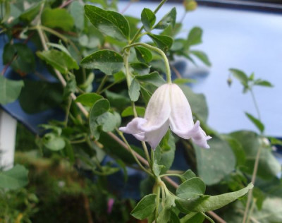 Clematis45.jpg