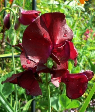 Lathyrus_Beaujolais.jpg