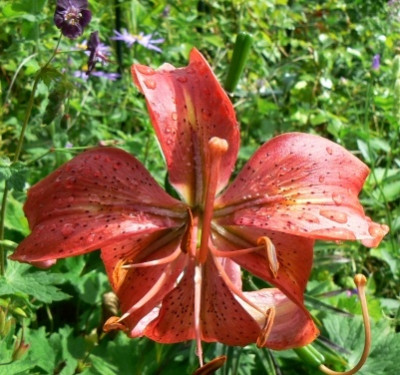 Evas_Traum_090725.jpg