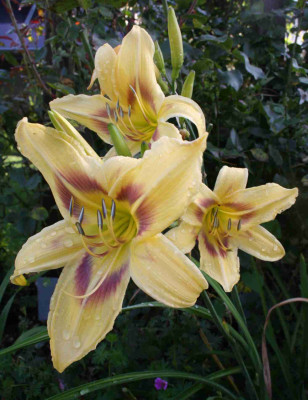 CorollaLightxOrchidCorsage.jpg