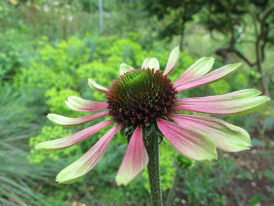 Echinacea_green_envy_09.jpg