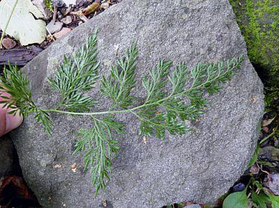 Onychium_japonicum_fars_2009.jpg