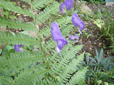 Aconitum_volubile_2_fars_2009.jpg