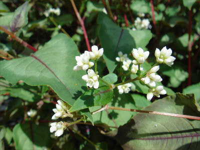 Persicaria_microcephala_Silver_Dragon.jpg