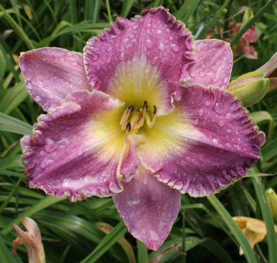 HofPurpurxLavenderHeartthrob_SmlA09.jpg