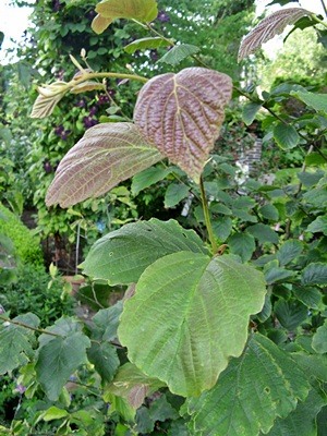 IMG_3967.JPG