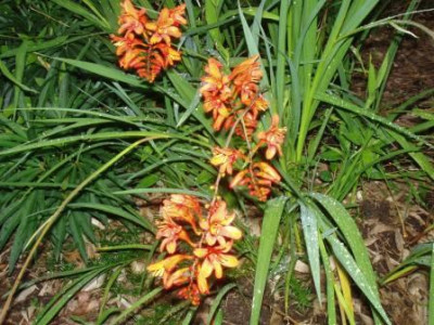 Crocosmia_ue.JPG