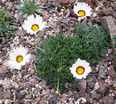 comp_Pyrethropsis__catananche.jpg