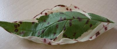 pic1.JPG
