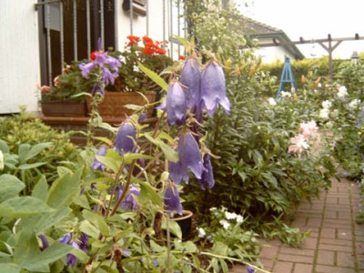 C._punctata_Sarastro_im_Topf.JPG
