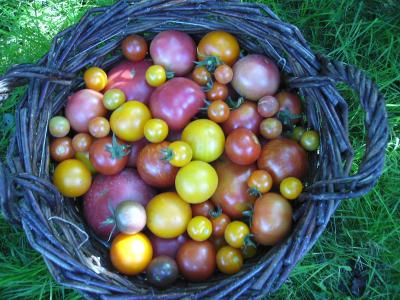 wiederTomaten.jpg
