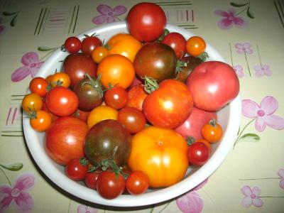 tomatenvongestern.jpg