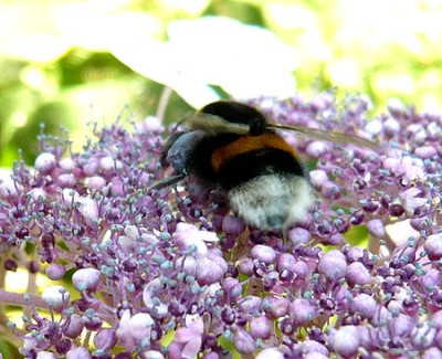 Hortensienhummel_fars_2009.jpg