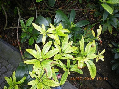 Rhodo_mit_Chlorose_1.JPG