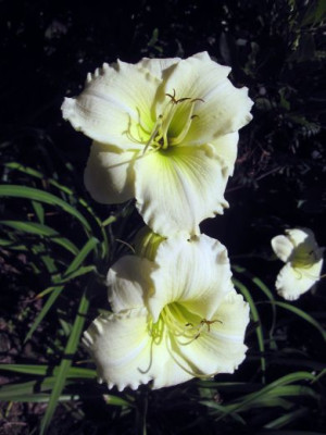 Welfo_White_Diamond_23841.jpg