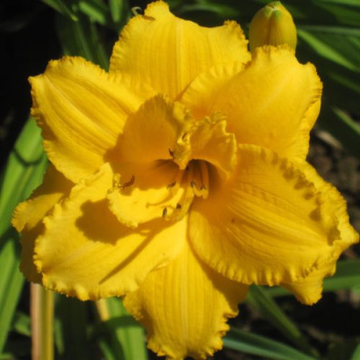 Condilla_24041.jpg