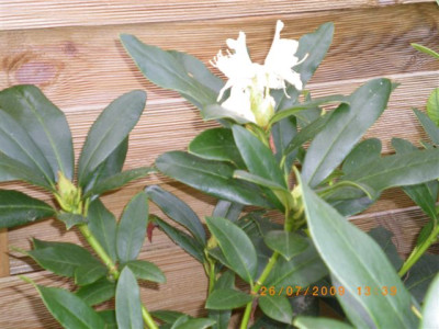 Rhodo_bluht_zum_zweiten_Mal.JPG