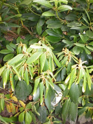 kleiner_Rhodo_krank.JPG