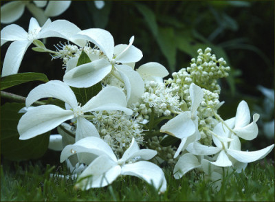 Hydrangea_paniculata_The_Swan_Barbara.jpg
