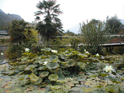 lotusteich.jpg