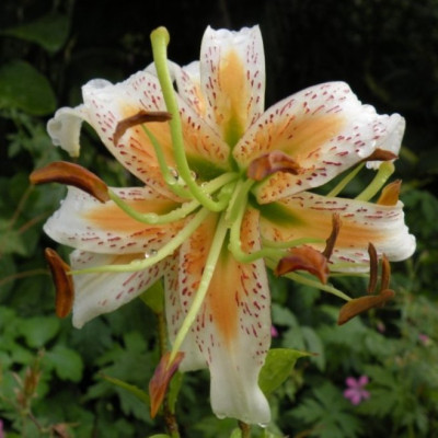 lilium_unbekannt.JPG
