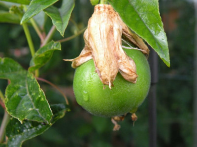 Passi-_Frucht.JPG