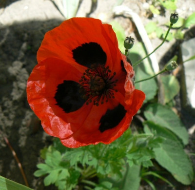 Papaver_comutatum_Ladybird_a.jpg
