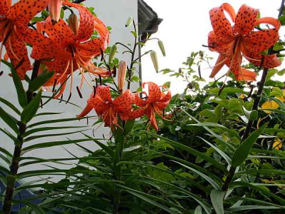 l.lancifolium-axel.jpg