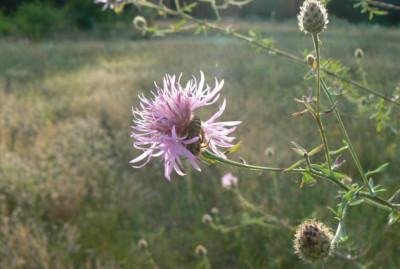 Bienenbett.jpg