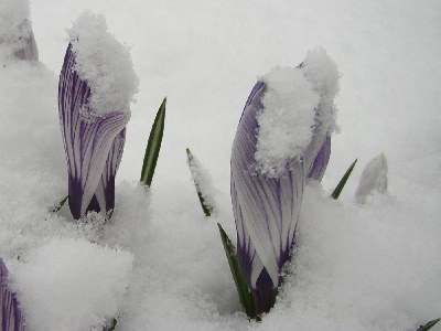 Schnee1.jpg