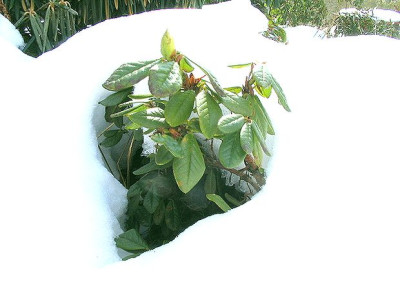 Rhododendron_forrestii_tumescens.jpg
