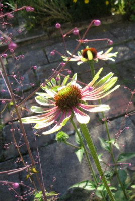 Echinacea_Geen_Envy_b.jpg