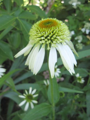 Echinacea_Coconut_Lime_23851.jpg