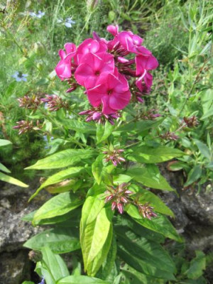 Phlox-Samling_23721.jpg