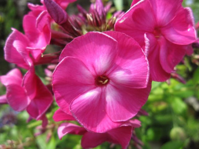 Phlox-Samling__23731.jpg