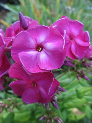 Phlox-Samling__23751.jpg