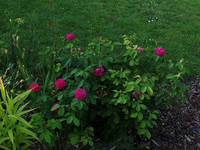 rose_de_resht072009_zg.jpg