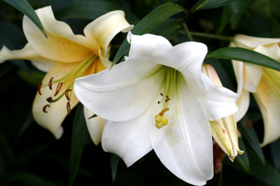 WhiteHeaven2579a.jpg