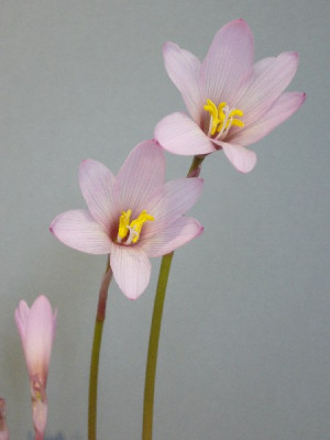 Habranthus_martinezii_2_600x600_80KB.jpg