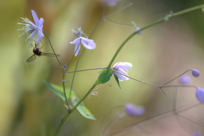 Schwebfliege-auf-Thalictrum-1.jpg