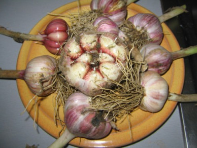 Rockenbolle_28.jpg
