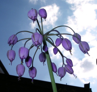 comp_Allium_macranthum.jpg
