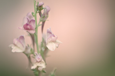 Linaria-peachy-2-2-Jul2809.jpg