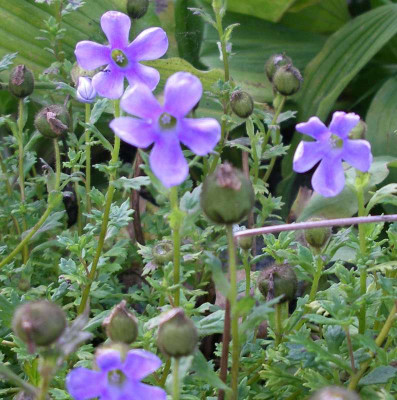 comp_Cyananthus_lobatus.jpg