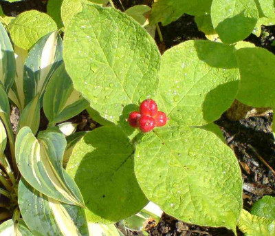 T._erythrocarpum1.jpg
