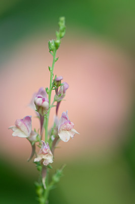 Linaria-peachy-4-Jul2809.jpg