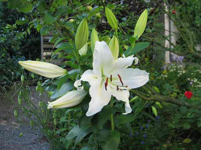 white-elegance-uwe.jpg