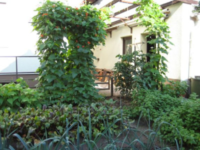 Stangenbohnen-2009.jpg