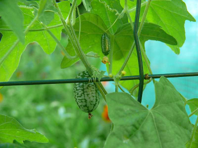 P1290311_melothria.jpg