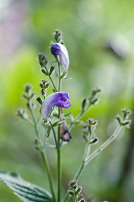 Strobilanthes-Jul2909.jpg